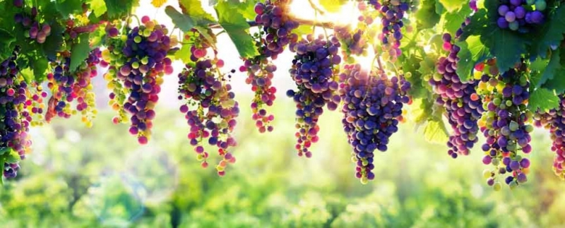 Nieuwe druiven trellis en verlichting